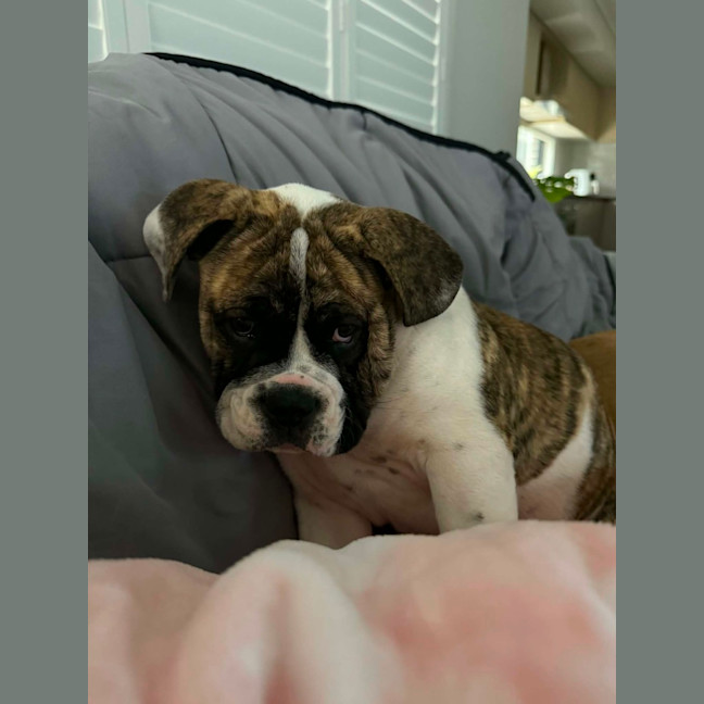 Photo of Lexi   6 Month Old Australian Bulldog