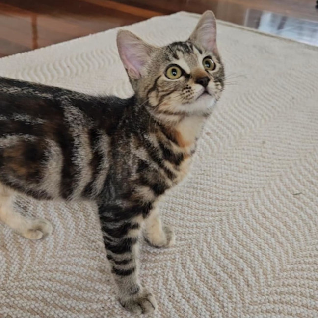 Photo of Lady Whiskerson 