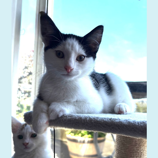 Photo of Oreo   Reduced Adoption Fee