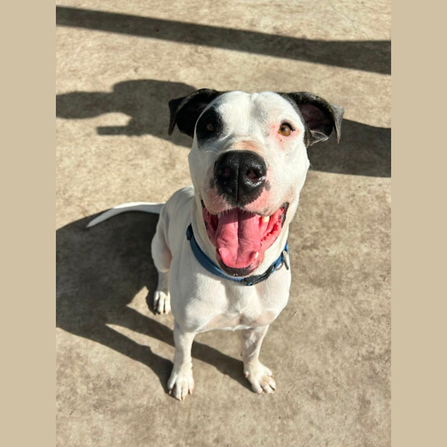 Photo of Bruno   2 Year Old Great Dane X Bull Arab