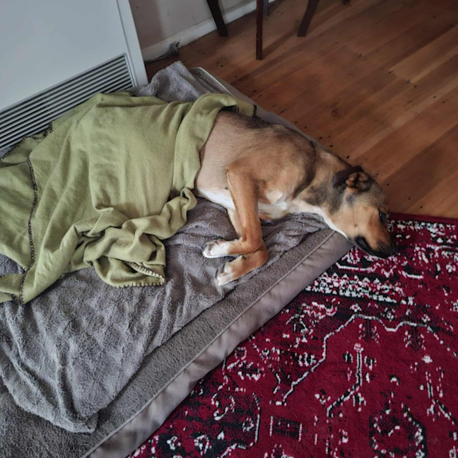 Photo of Maple 