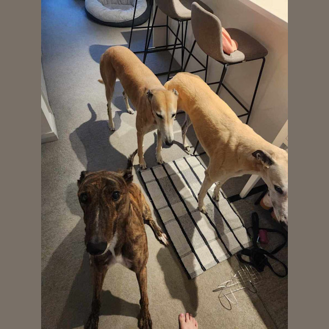 Photo of Tiger, The Adorable Greyhound