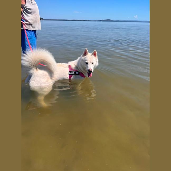 Photo of Honey   1 Year Old Husky
