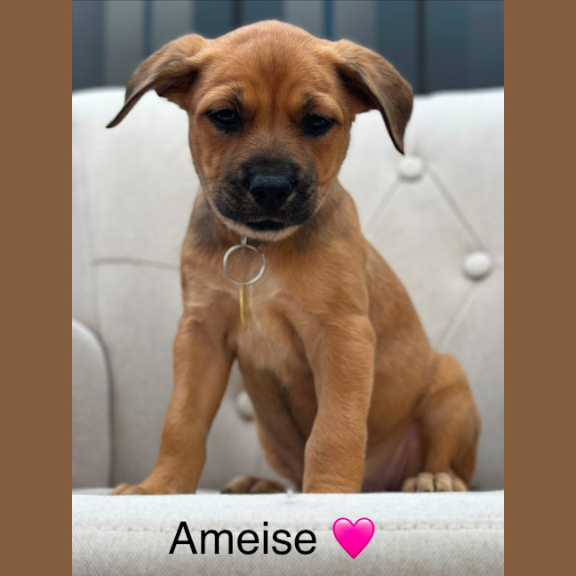 Photo of Ameise