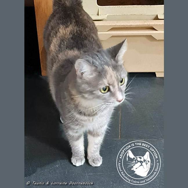 Photo of Marmie (Smokey)