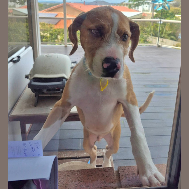 Photo of Sparky