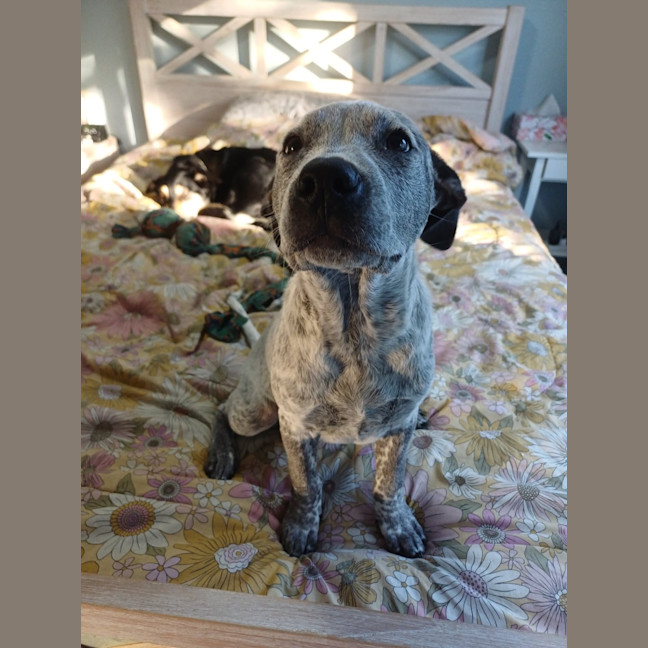 Photo of Diesel 