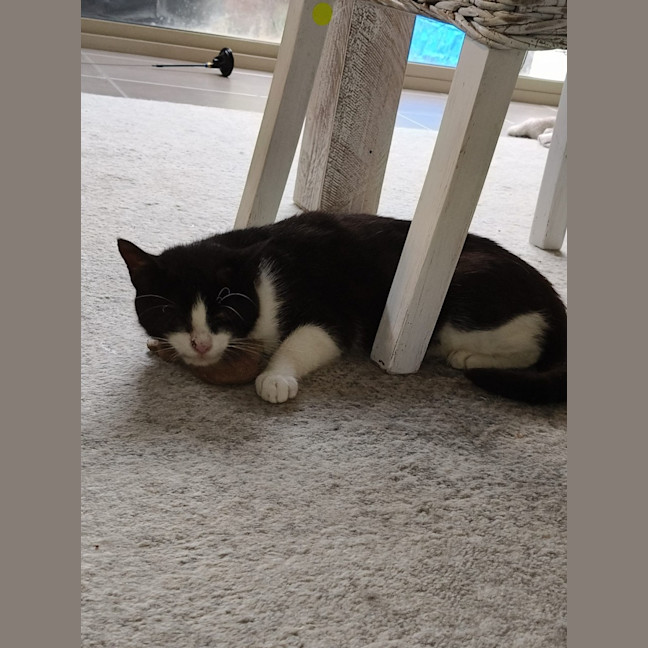Photo of Lucky