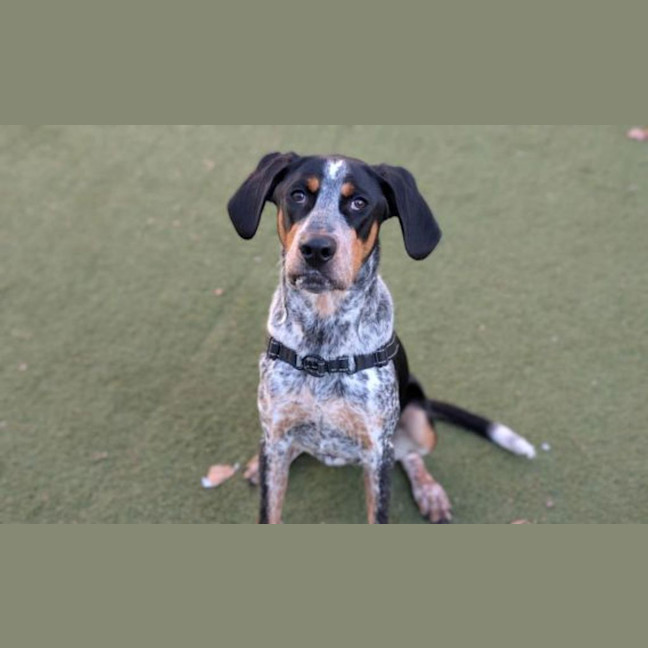 Photo of Banjo