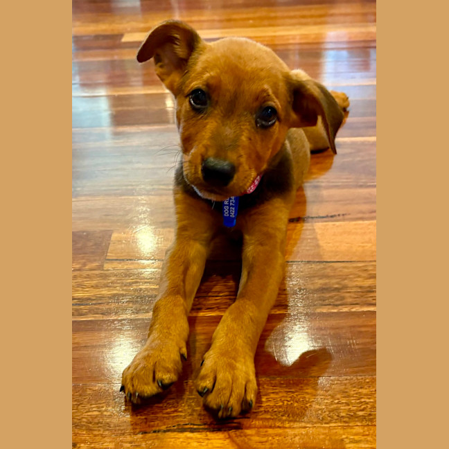 Photo of Betty   9 Week Old Mixed Breed