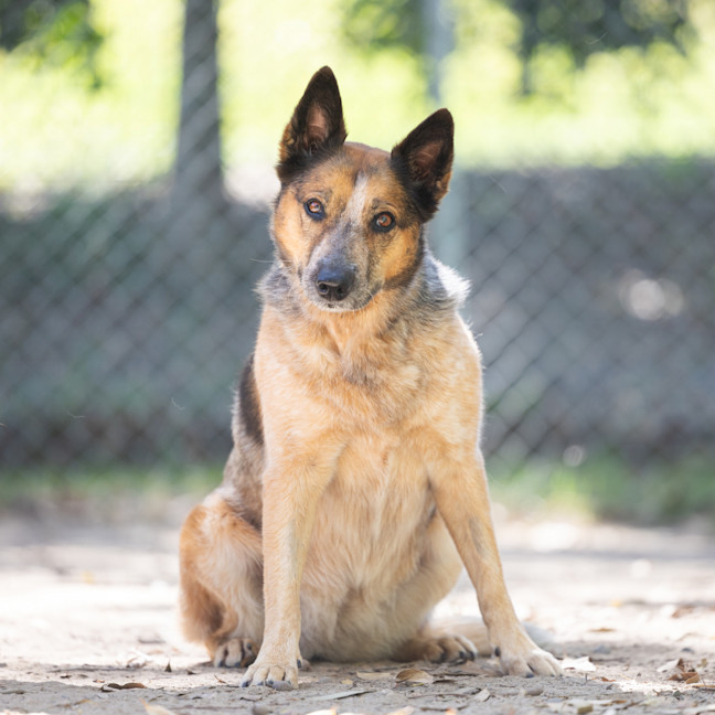 Photo of Honey