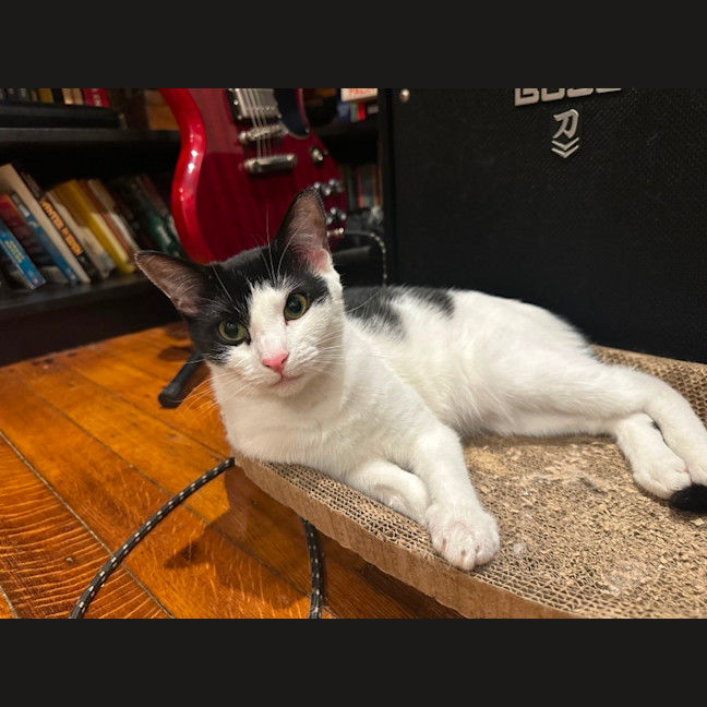 Photo of Violet