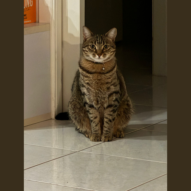 Photo of Tiger