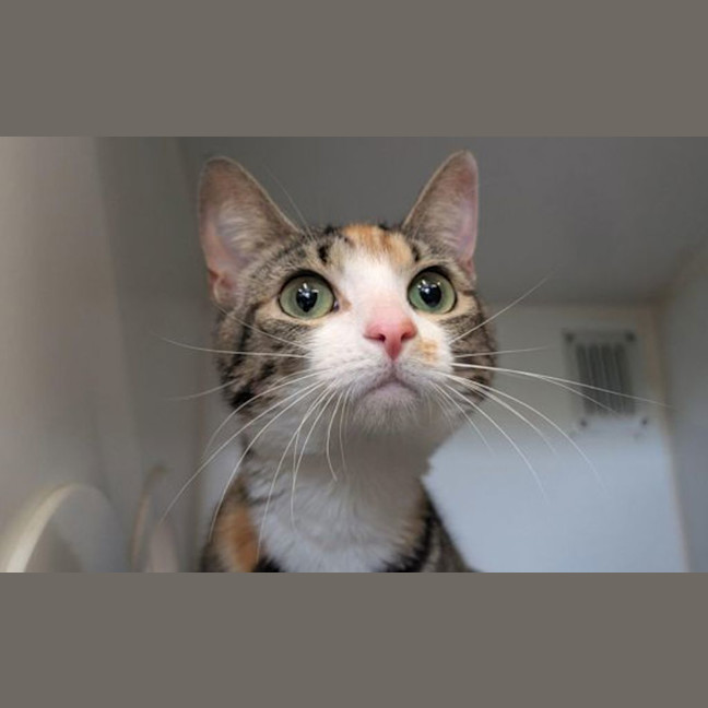 Photo of Violet