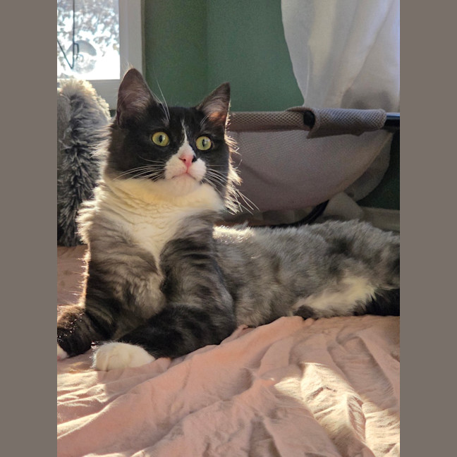 Photo of Cassiopeia (Was Truffle)