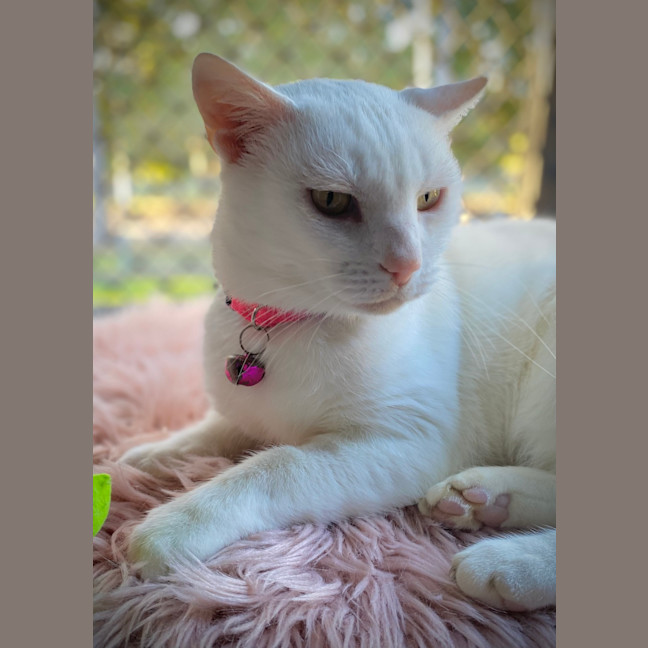 Photo of Pippi