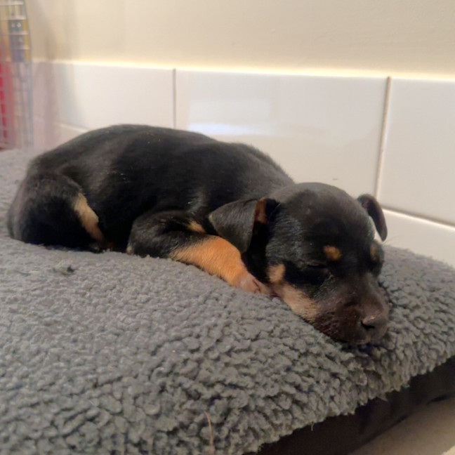 Photo of Piper