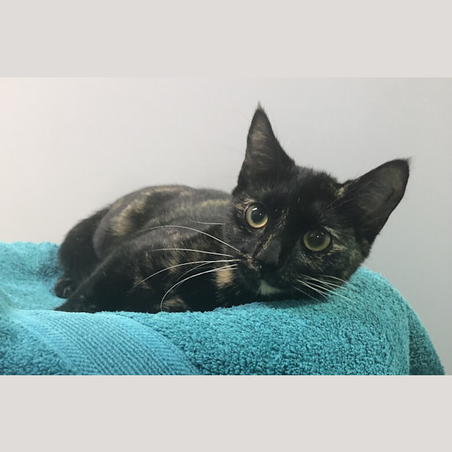 Photo of Dora
