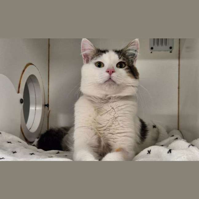 Photo of Snowy