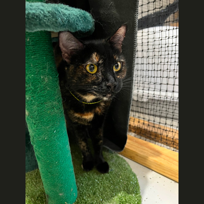 Photo of Yo Yo Mashed Potato + Mew Mew Pa Choo