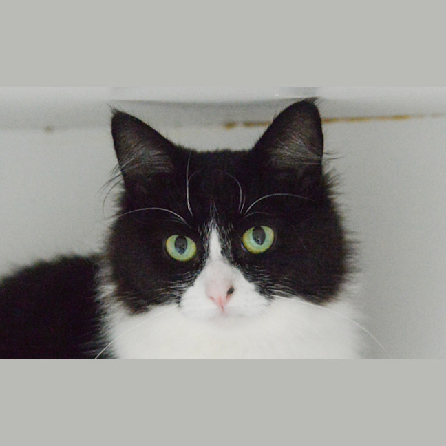 Photo of Flossy