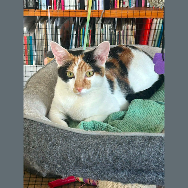 Photo of Sabre