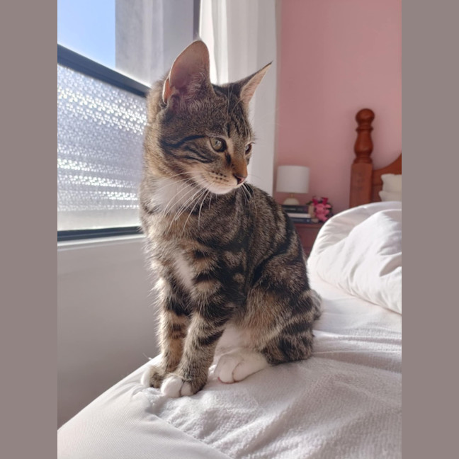 Photo of Lentil