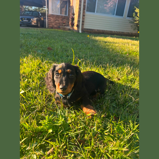 Photo of Arlo   12 Week Old Miniature Dachshund