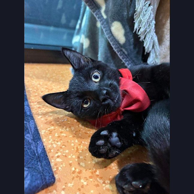 Photo of Dobby