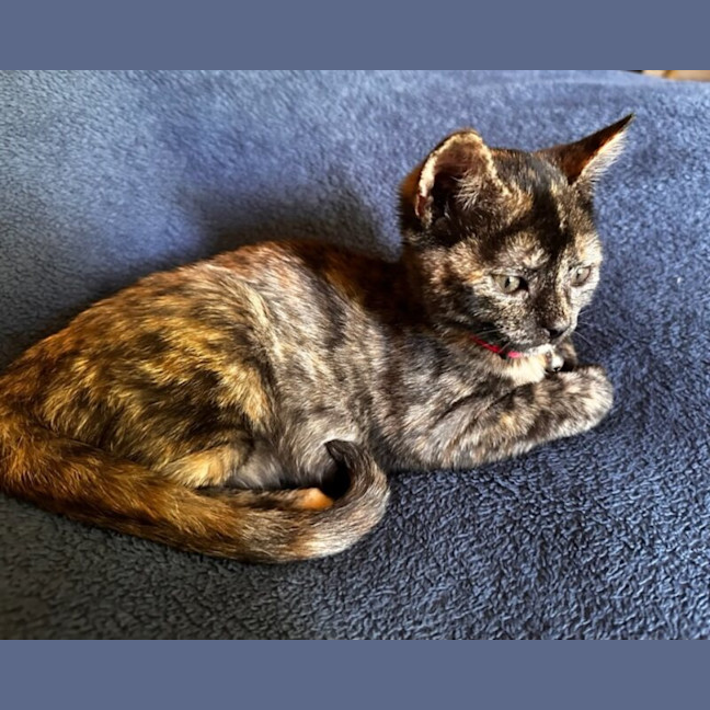 Photo of Daisy