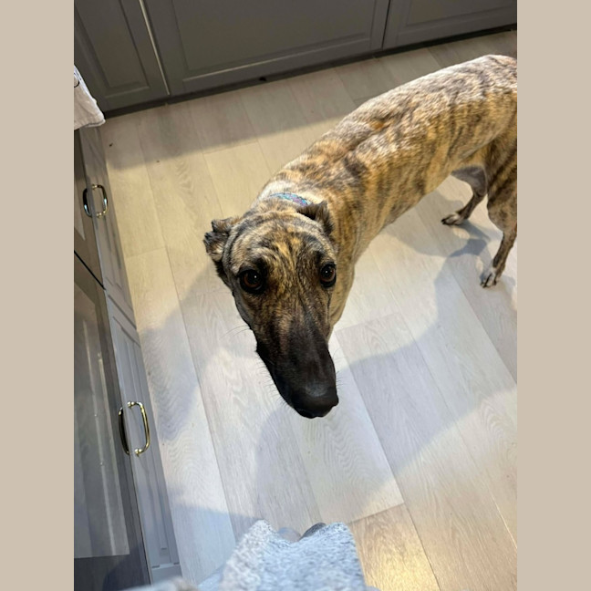 Photo of Alice, The Greyhound