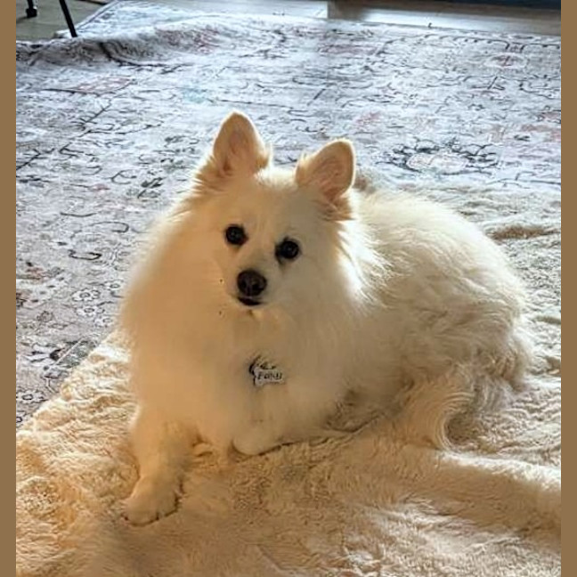 Photo of Foxy