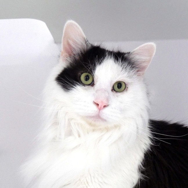 Photo of Oreo Rsua013020