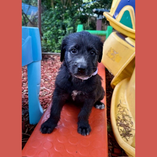 Photo of Alice   9 Week Old Cattle X Poodle (Trial)