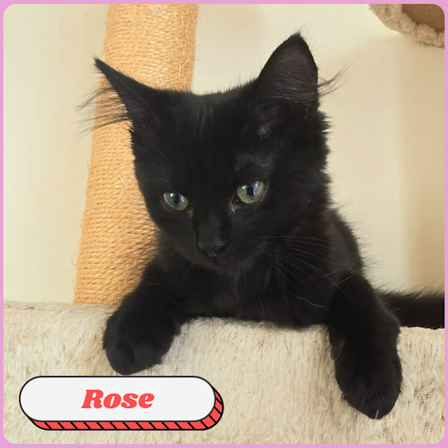 Photo of Rose