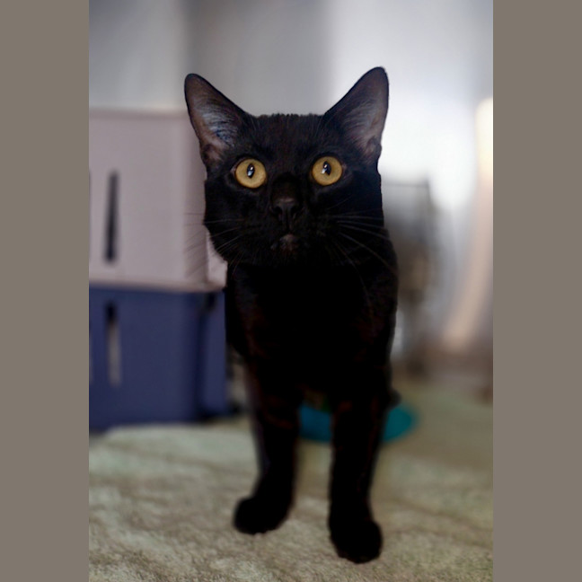 Photo of Slinky