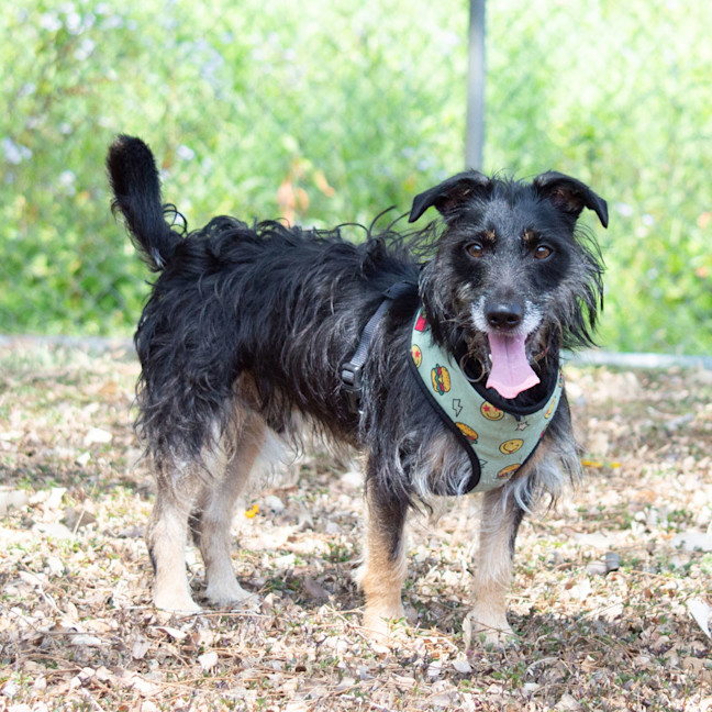 Photo of Milo