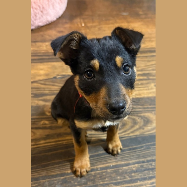 Photo of Teacup