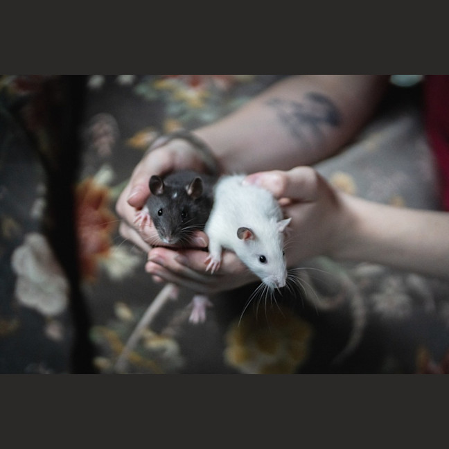 Photo of Seagull And Roach