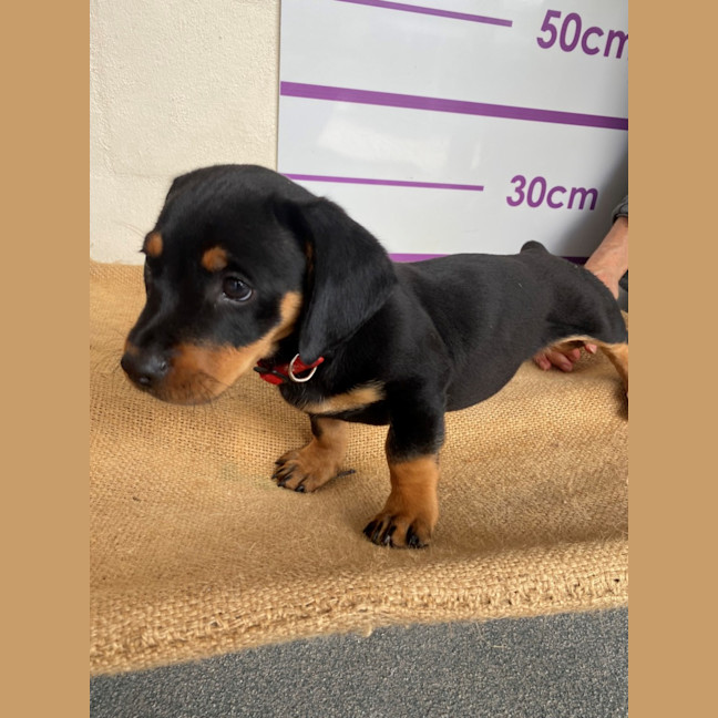 Photo of D1113 Reggie