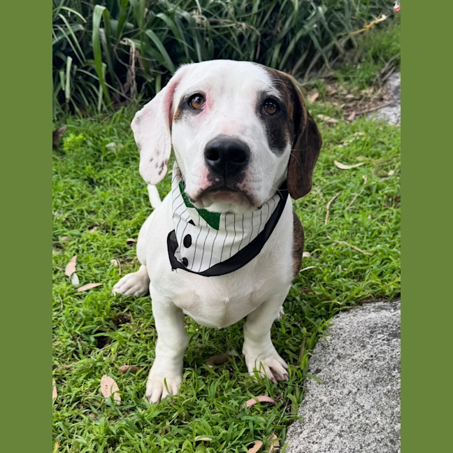 Photo of Chilli Flake 