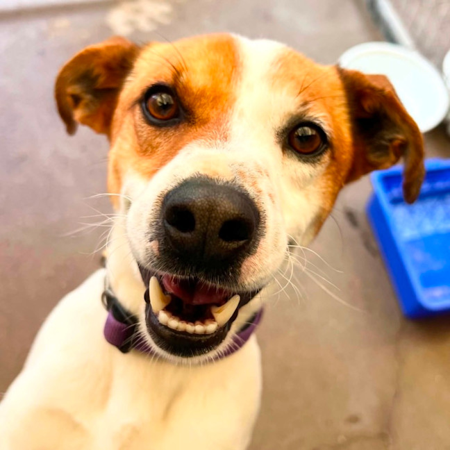 Photo of Josie