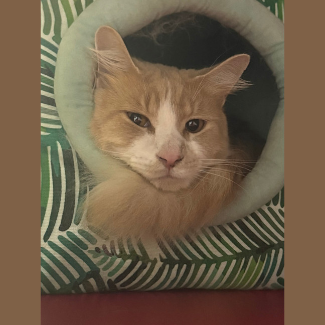 Photo of Odie