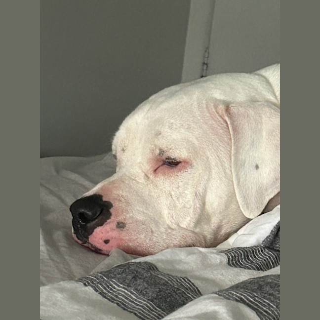 Photo of Sam
