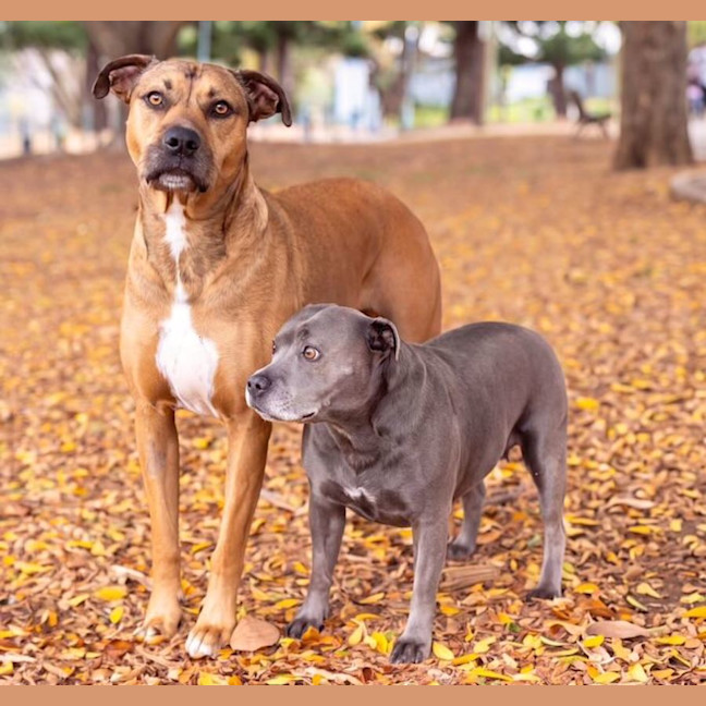 Photo of Lily And Tazi
