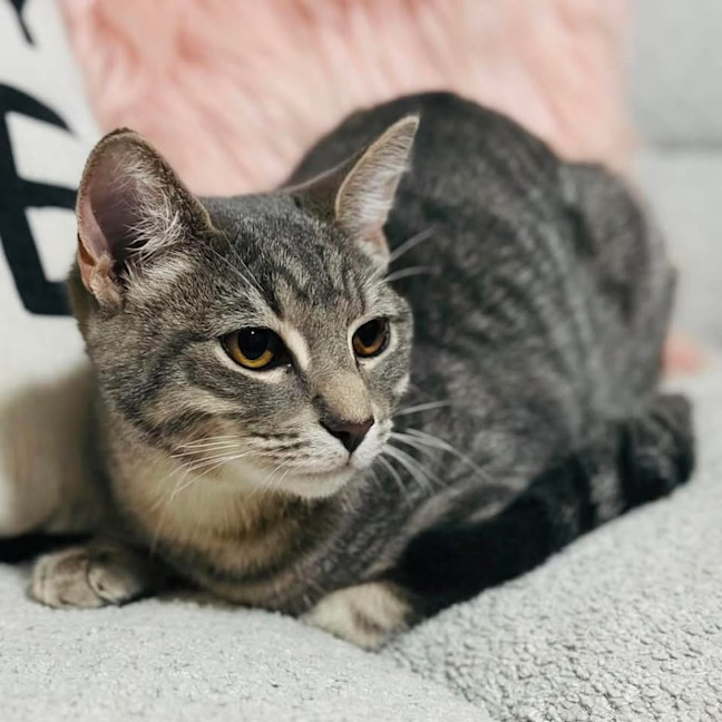 Photo of 13878   Muesli