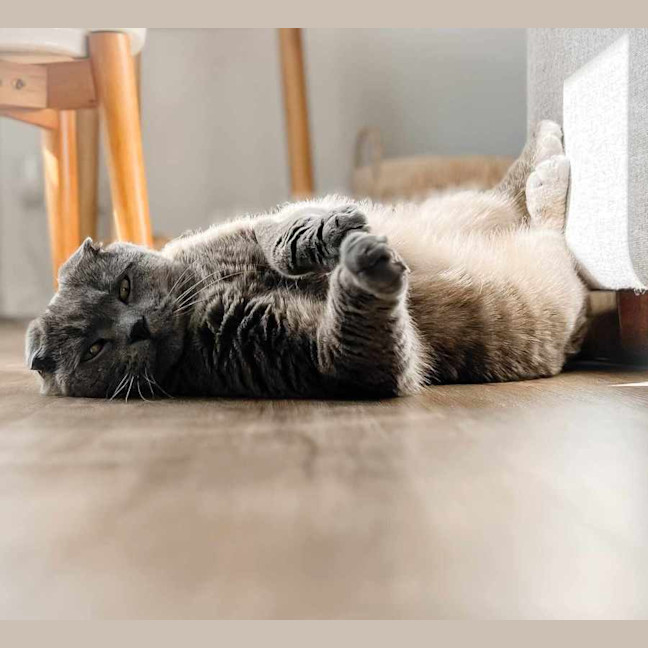 Photo of Benson ** 2nd Chance Cat Rescue**