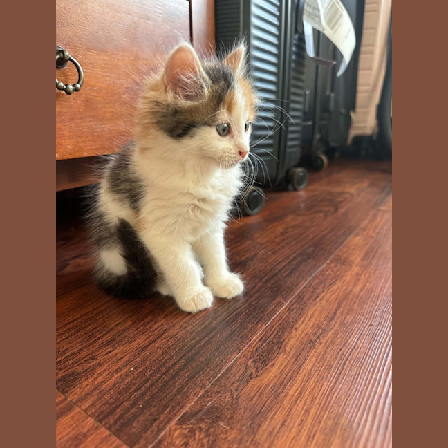 Photo of Meeka