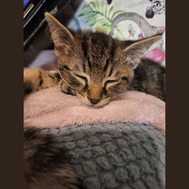 Photo of Willow