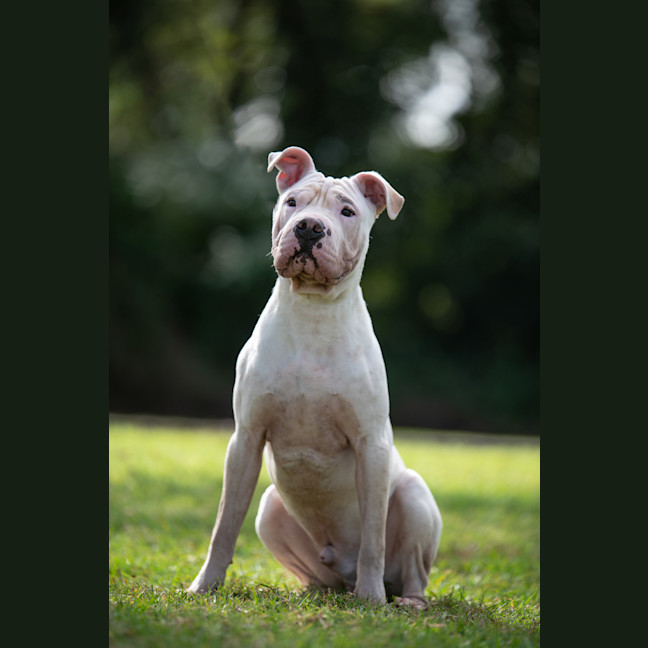Photo of Benji